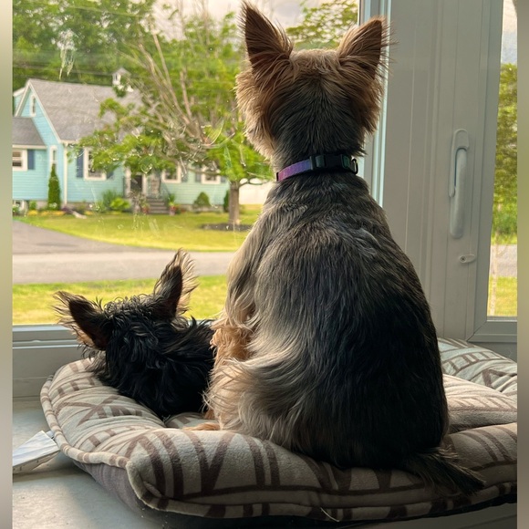 Meet your Posher, Amber - Picture 1 of 3